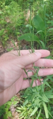 Dianthus superbus