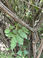 Zabelia biflora