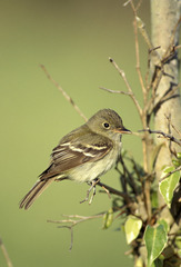 Acadian Flycatcher photo 5