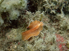 Yungia aurantiaca