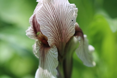 Iris korolkowii