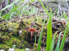 Galerina triscopa