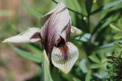Iris korolkowii