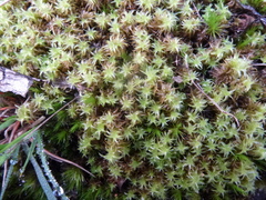 Leptodontium paradoxum