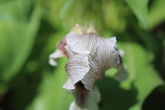 Iris korolkowii