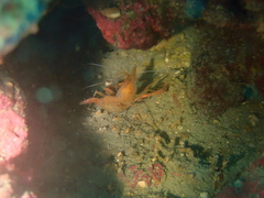 Stenopus spinosus