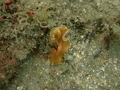 Yungia aurantiaca
