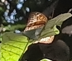 Tanaecia pelea