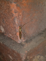 Nephrotoma virescens