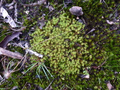 Leptodontium paradoxum