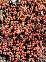 Sedum lydium
