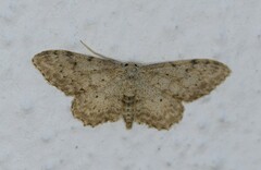 Idaea incisaria