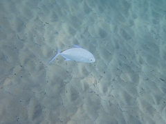 Ferdauia orthogrammus