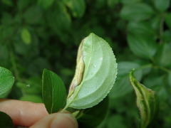 Trichochermes walkeri