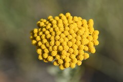 Achillea ageratum