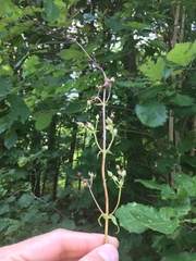 Penstemon tenuiflorus