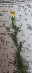 Tripleurospermum inodorum