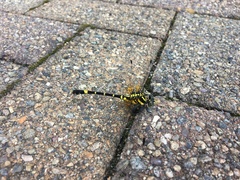Melligomphus viridicostus