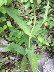Penstemon tenuiflorus