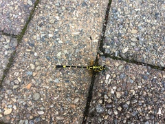 Melligomphus viridicostus