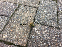 Melligomphus viridicostus