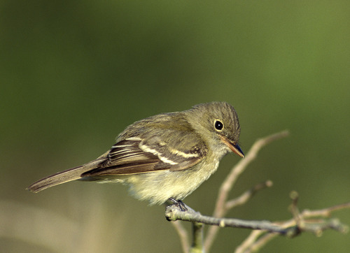 Acadian Flycatcher (Common Birds of Pittsburgh Parks) · iNaturalist