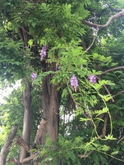 Wisteria sinensis