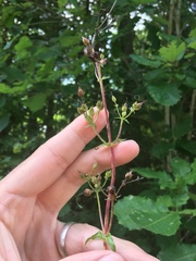 Penstemon tenuiflorus