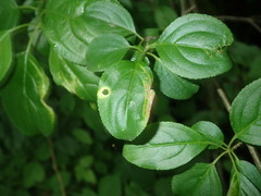 Trichochermes walkeri