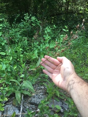 Penstemon tenuiflorus