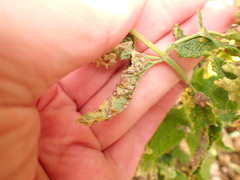 Puccinia annularis