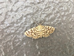 Haritalodes