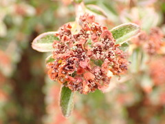 Cotoneaster integrifolius