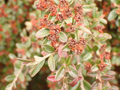 Cotoneaster integrifolius