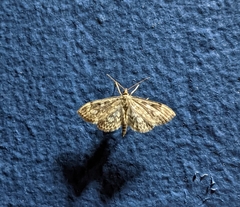 Anania tertialis