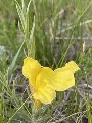 Cymbaria daurica