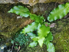Asplenium scolopendrium