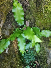 Asplenium scolopendrium