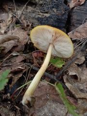 Pluteus variabilicolor