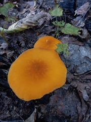 Pluteus variabilicolor