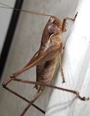 Atlanticus pachymerus