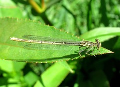Platycnemis pennipes