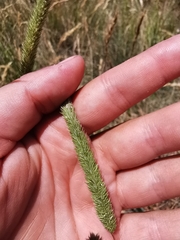 Phleum phleoides