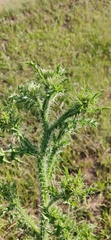Carduus acanthoides
