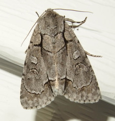 Acronicta radcliffei
