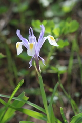 Iris vicaria