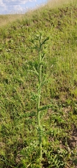 Carduus acanthoides