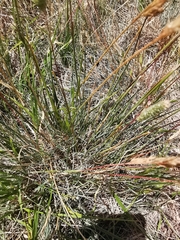 Phleum phleoides