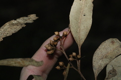 Eucalyptus major