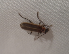 Podabrus appendiculatus